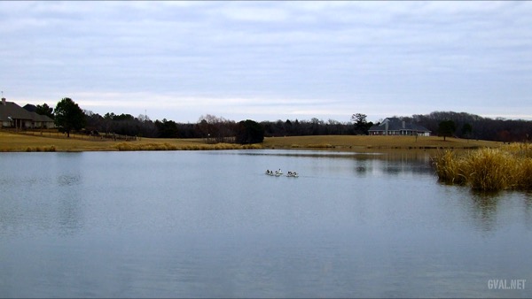 Ducks On Stallion Lake