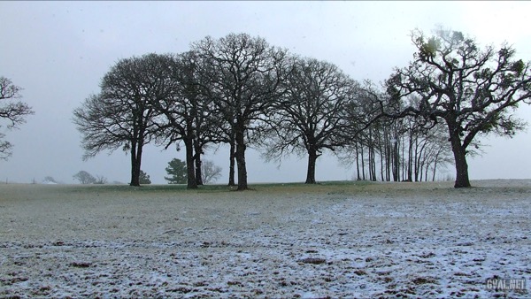 Winter Trees At Stallion Lake Ranch Entrance
