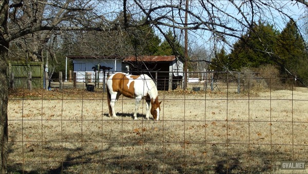 Horse on East Ohio Street Near Chestnut