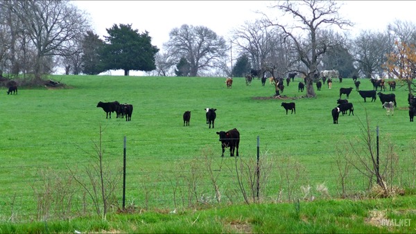 Cattle in a Field Outside Van on Highway 110