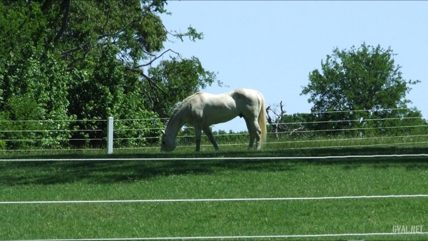 Horse Enjoying Stallion Park Place