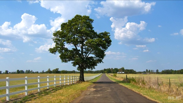 Solo Tree on Smith County Road CR-441